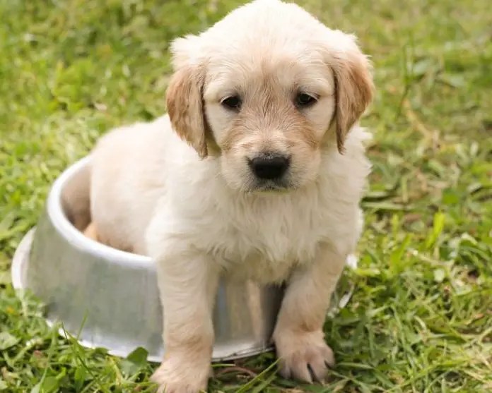How To Potty Train Your New Puppy