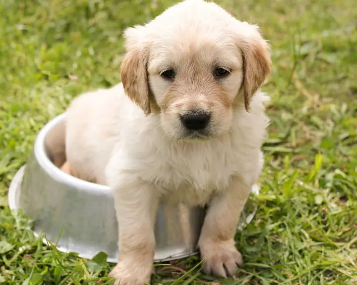 How To Potty Train Your New Puppy
