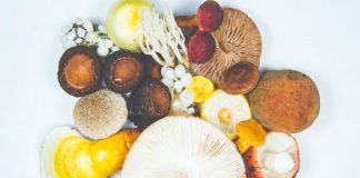 Easily Recognized Edible Wild Plants To Enjoy