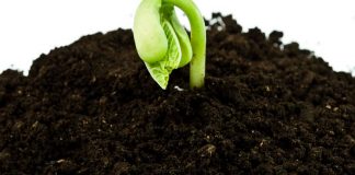 Growing Your Own Plants From Seed