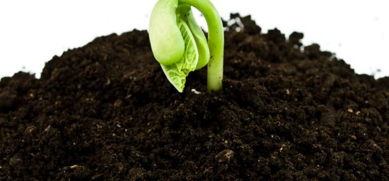 Growing Your Own Plants From Seed