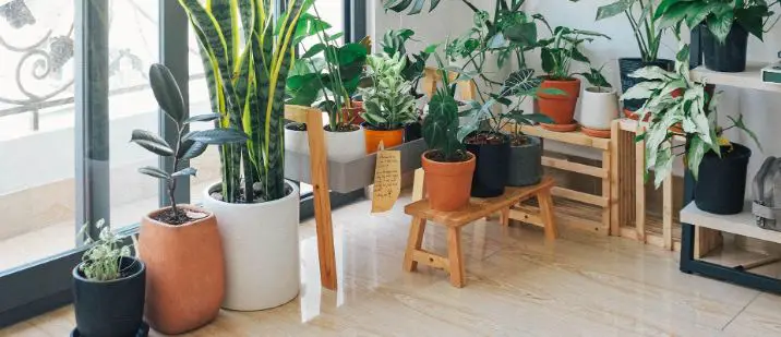 Winter Care Of Your House Plants