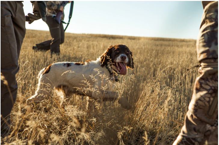 The Best Canine Companions For Hunting