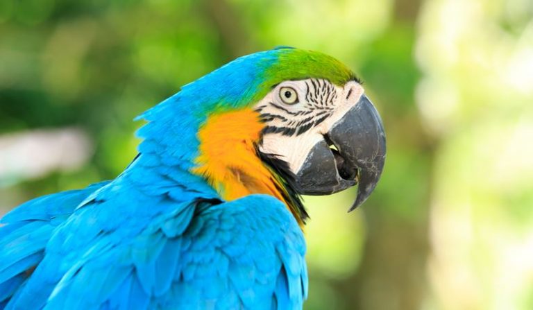 What Are Exotic Pets And How To Get Them