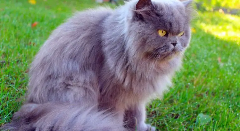 Picking The Perfect Persian Cat