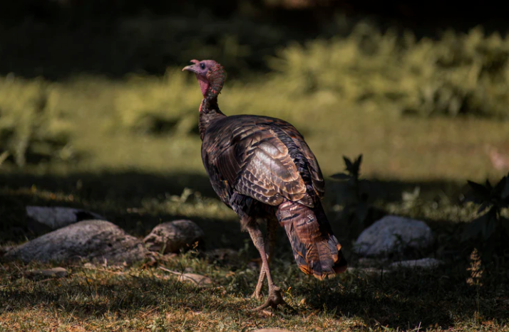 Thanks For Turkey! Where Lays The Deep Relationship?