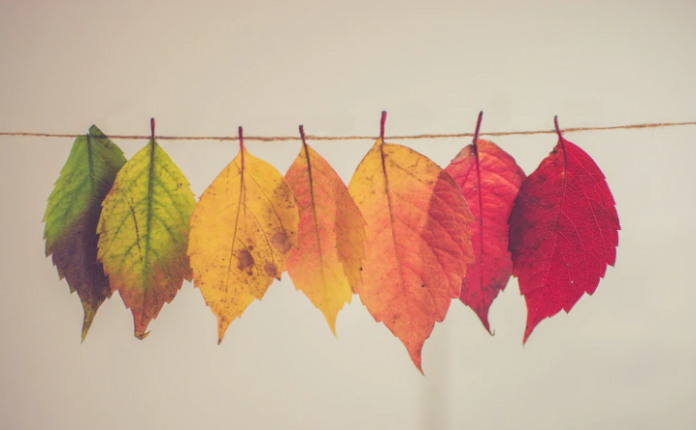 Catchy Colors Go Best For Thanksgiving Choose Them Now  Ezilon Articles