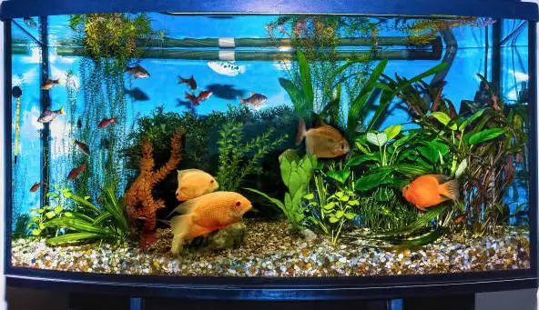 Tips For Selecting Plants For Tropical Aquariums