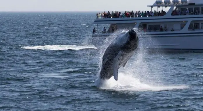A Whale Watching Day In Monterey Bay