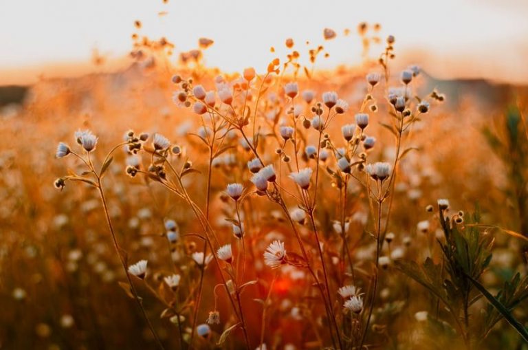 Worst Plants For People With Allergies