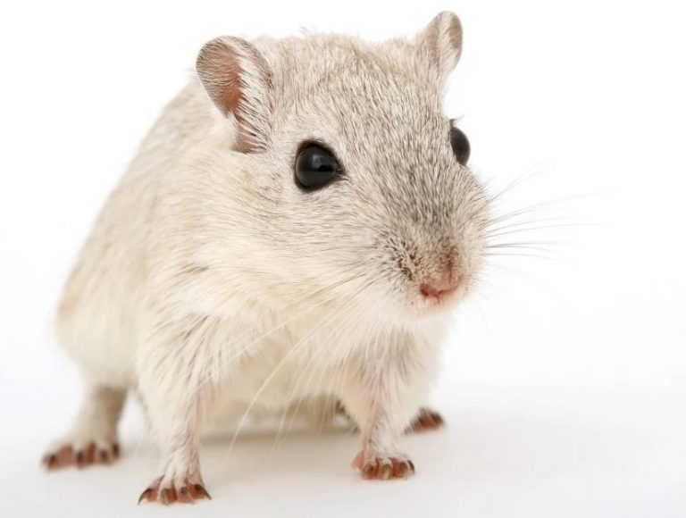 Understanding The Behavior Of Gerbils