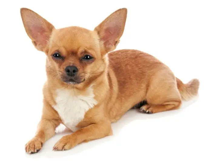 Four Things To Consider Before Buying A Chihuahua