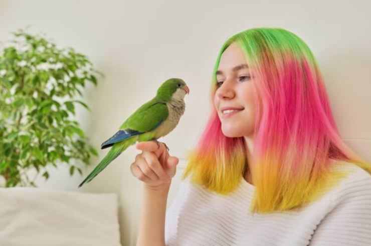 What To Know Before Buying A Pet Parrot