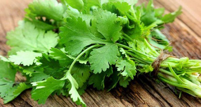 Cilantro's Long History