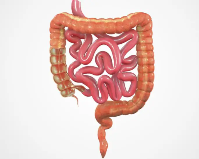 Colon Cleansing: An Essential Ingredient For Optimal Health