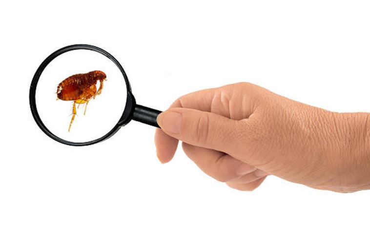 Fleas – An Irritation At Best And Major Problem At Worst