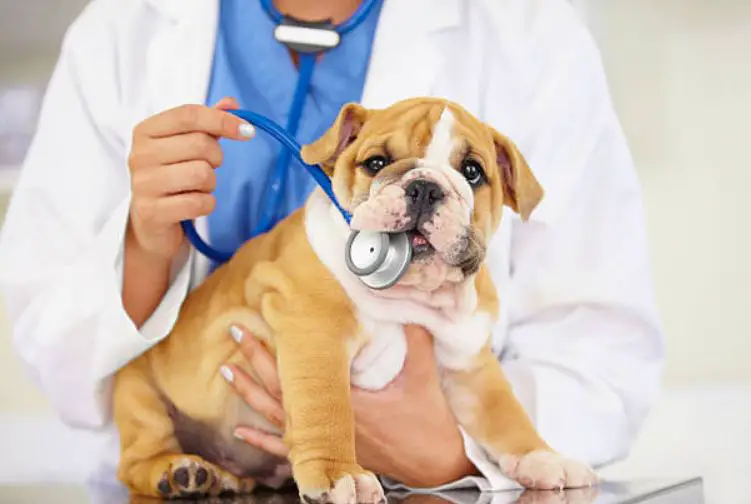 Should You Get Health Insurance For Your Dog?