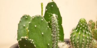 Hoodia Gordonii - Weight Loss Miracle Or Misrepresented?
