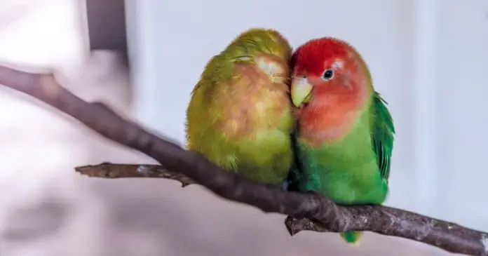 Learn About Loveable Lovebirds!