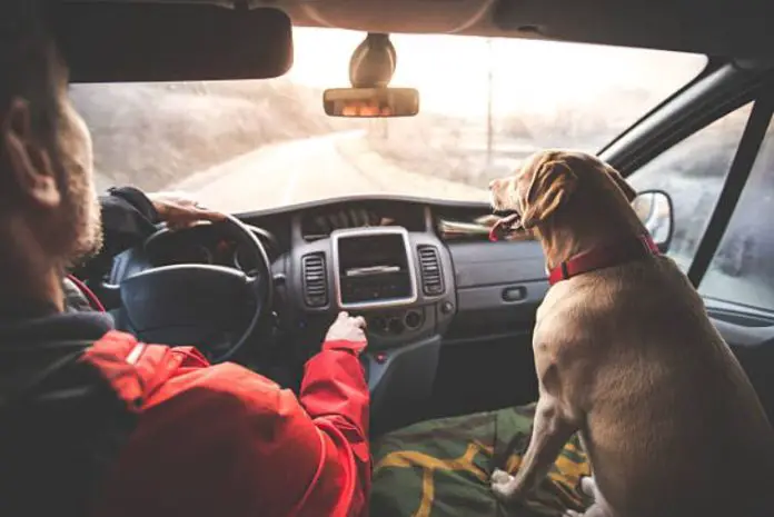 A Guide To Traveling With Your Pet
