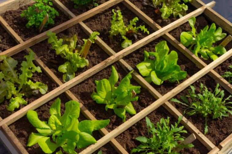 How to Start Your Urban Garden