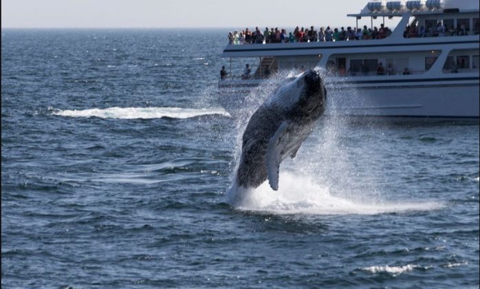 A Whale Watching Day In Monterey Bay - Ezilon Articles
