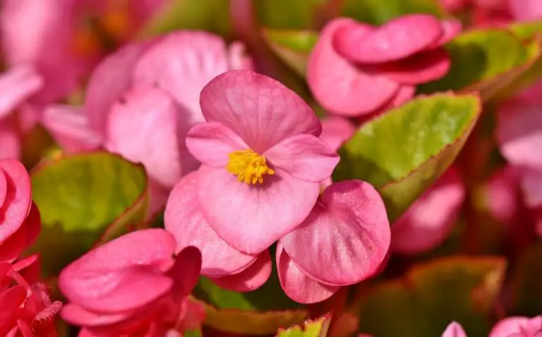 Begonias And Other Houseplants