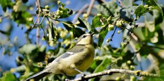 The Bird Garden - Creating A Bird-Friendly Habitat
