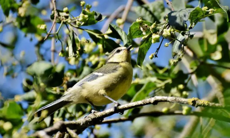 The Bird Garden – Creating A Bird-Friendly Habitat