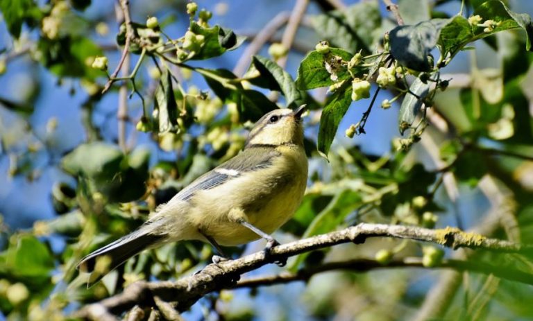 The Bird Garden – Creating A Bird-Friendly Habitat