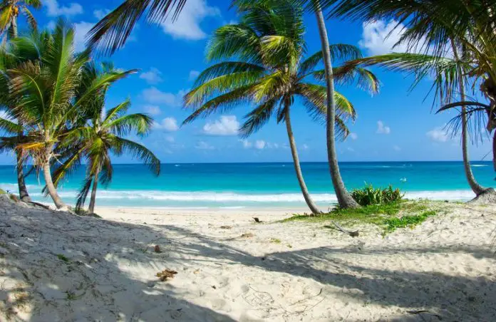 Caribbean Beach and Palm tree .Paradise. Vacation and Tourism concept.