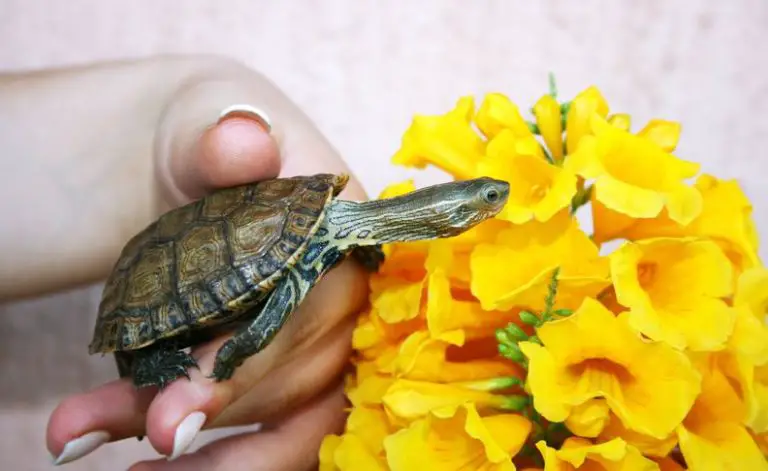 Tips on Caring For Your Pet Turtle