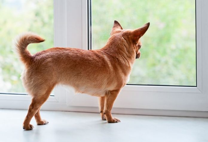 Caring For Your Chihuahua