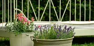 Creative Tips For Container Gardening