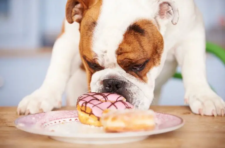 How To Change Your Dog’s Diet