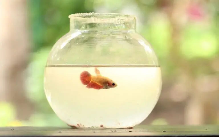 How To Choose A Fishbowl