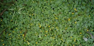 Groundcovers In Your Garden