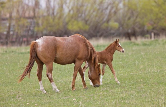 Feeding Your New Horse