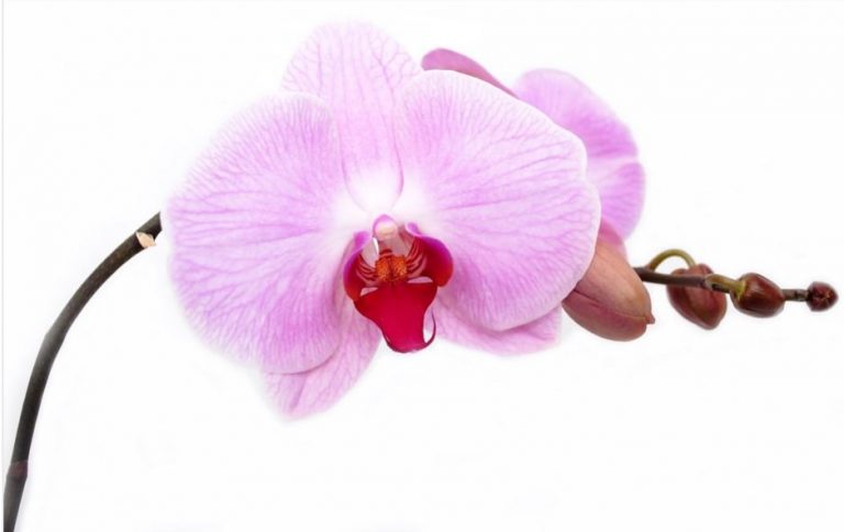 Orchids And Light – Its All About Location, Location, Location