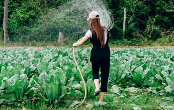 Organic Gardening: Controlling Insects And Weeds Naturally