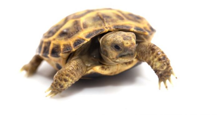 Turtles For Pets - What You May Not Know