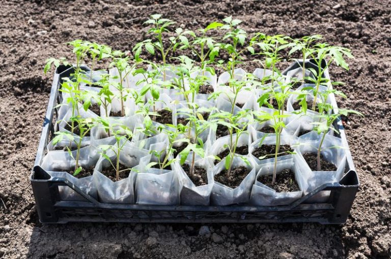 Building A Raised Planting Bed With A Surrounding Retaining Wall