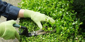 Clipper Clip: How To Prune Your Plants