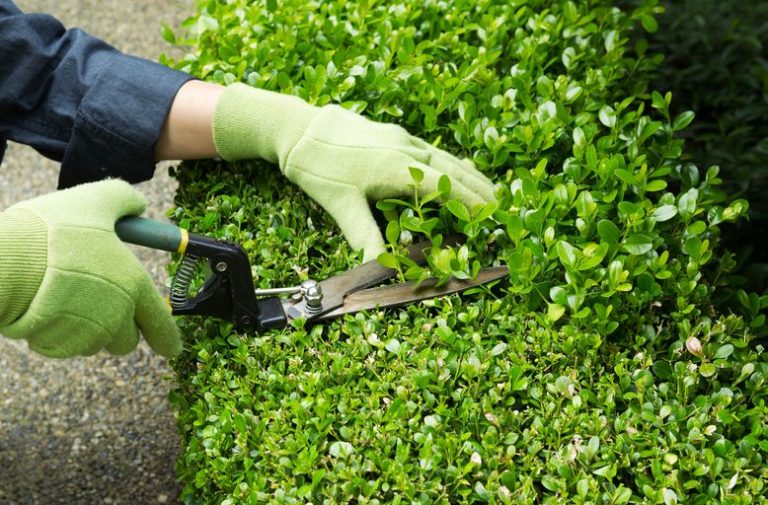 Clipper Clip: How To Prune Your Plants