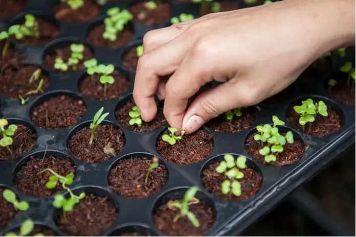 How To Start Your Seeds Indoor