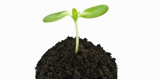 How To Grow Sprouts