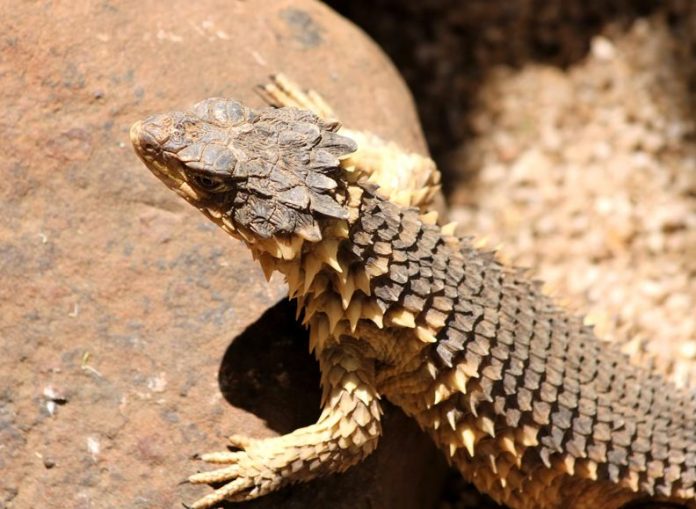 The Worst Reptiles And Amphibians You Should Not Pet